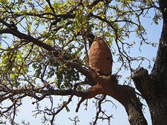 معرفی و راهنمای پرورش درختان میوه - پارکیا